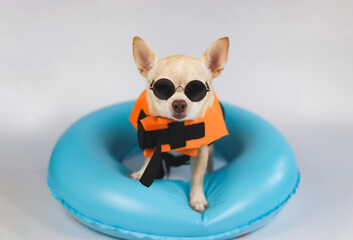 cute brown short hair chihuahua dog wearing sunglasses and  orange life jacket or life vest standing in blue swimming ring, isolated on white background.