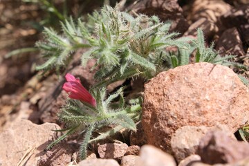 Close up of flowers of Echium creticum, the Cretan viper's bugloss, met in Jebel Saghro, Atlas, Morocco © Iwona