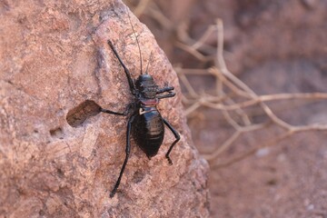 A large and spectacular Orthoptera, Eugaster spinulosa (Orthoptera, Tettigoniidae), met in mountains of Jebel Saghro, Atlas, Anti Atlas, Morocco. 
