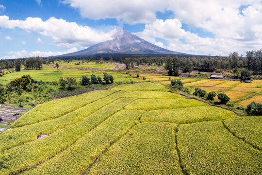 Mount Mayon volcano and rice paddy, Albay, Philippines