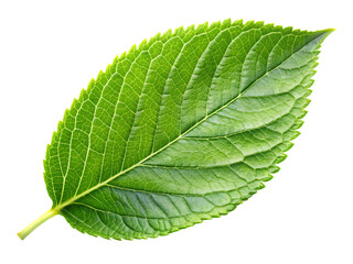 Obraz premium natural plant green leaf in garden on white background, PNG