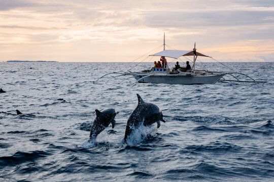 People on boat watching dolphin jumping out of the water, Bohol island, Philippines