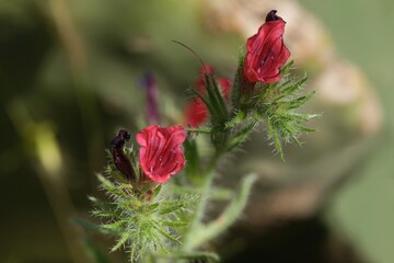 Close up of flowers of Echium creticum, the Cretan viper's bugloss, met in Jebel Saghro, Atlas, Morocco © Iwona
