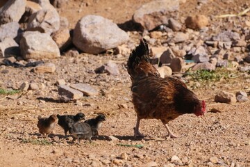Hen with chickens in nomad camp, Jebel Saghro, Atlas, Anti Atlas, Morocco