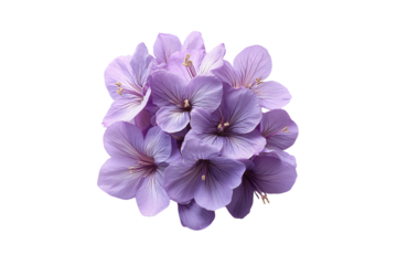Cluster of delicate lavender geranium flowers with thin purple veins and yellow stamens, isolated on a transparent background
