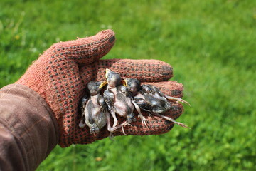 Dead little sparrow chicks that fell out of the nest. Dead chicks on the palm of an ecologist.