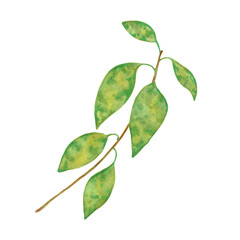 Branch with avocado leaves. Watercolor and marker illustration. Hand drawn isolated art. Plant branch with greenery. Botanical green branch. Fruit foliage sketch for packaging design with greenery