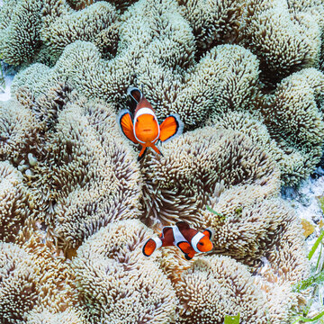 Close up of clownfish underwater, Philippines