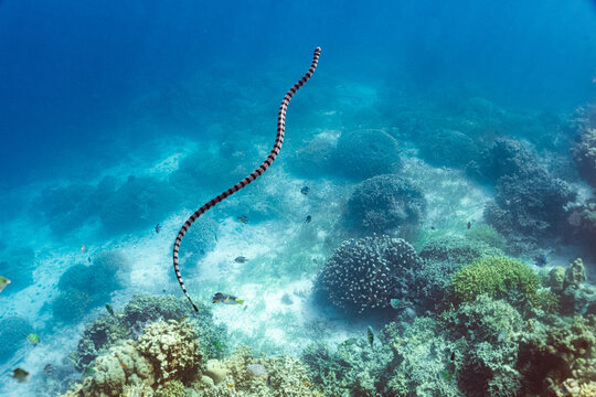 Banded sea krait, snake underwater, Philippines