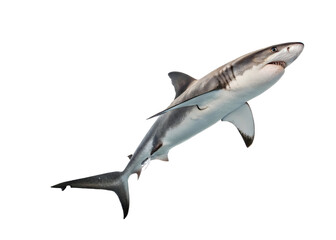 Fototapeta premium Shark isolated on white background