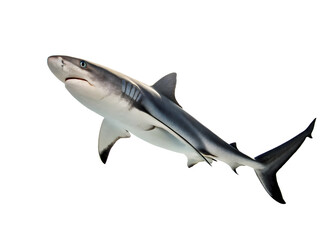 Obraz premium Shark isolated on white