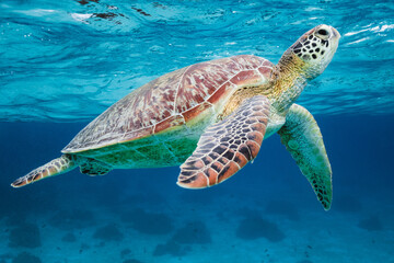 Close up of sea turtle underwater, Bohol, Philippines