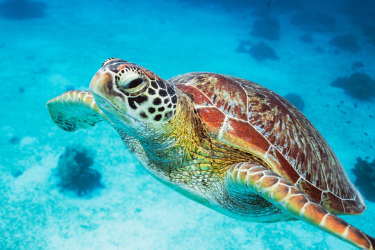 Close up of sea turtle underwater, Philippines