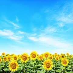Fototapeta premium Sunny Sunflower Field Against Bright Blue Sky Summer Landscape Natural Beauty Outdoors Scenery