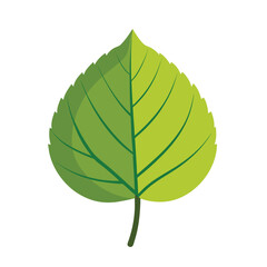 Leaf vector illustration. Green leaves isolated on white. green leaves on white background . Collection of linden leaf logo, icon vector design.