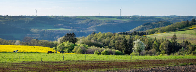 horses in spring countryside of german eifel with rapeseed, fields and forest at sunset