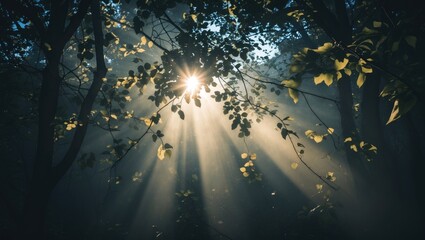 Sunlight streaming through the trees in a forest scene. Nature, sunlight, and forest. The play of light and shadows among the foliage.