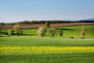 spring landscape with blossoming trees of suedeifel in the morning of a clear day