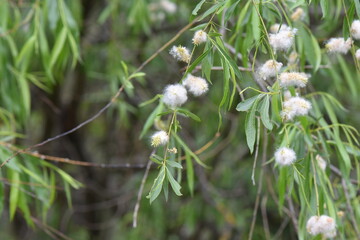 blooming fluffy pussy willow branches in the forest in April month close-up © Stan