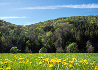 grass in field with dandelions within nature park suedeifel near luxemburg in germany
