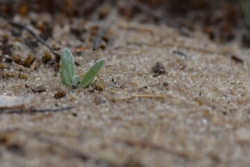 small plant in the sandy ground macro shot