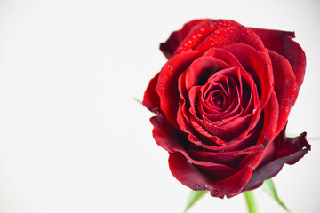赤い薔薇