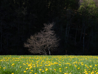 grass in field with dandelions within nature park suedeifel near luxemburg in germany