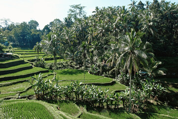 Exploring the lush rice terraces and vibrant greenery of Bali during a sunny afternoon