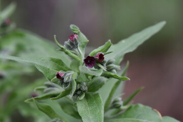 blooming fluffy little purple wild flowers in the forest in April month close-up