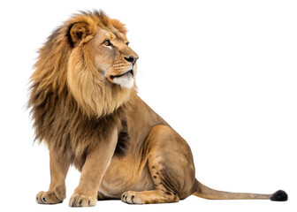 Obraz premium Lion isolated on white background