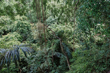 Exploring the lush greenery of Bali's tropical rainforest during a sunny afternoon adventure