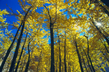 Autumn mood, Ladakh, Jammu and Kashmir, India