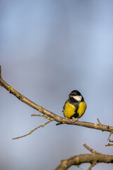 Great tit near National park Podyji, Southern Moravia, Czech Republic