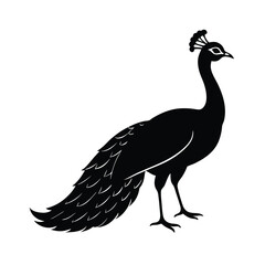 peacock vector illustration