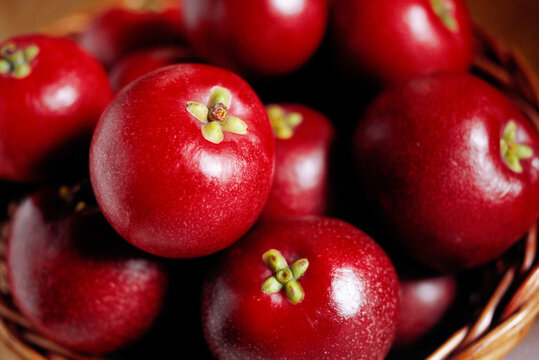 kokum garcinia indica
