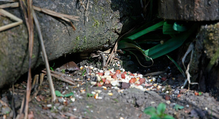Common shrew feeding under the bird feeders