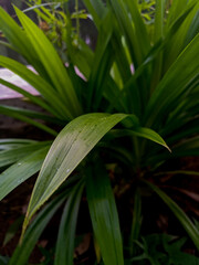 Pandan leaves