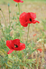 Red poppies, papaver flowers blossom on wild field or meadow in green grass in sunny summer day. Nature, floral background, backdrop, wallpaper
