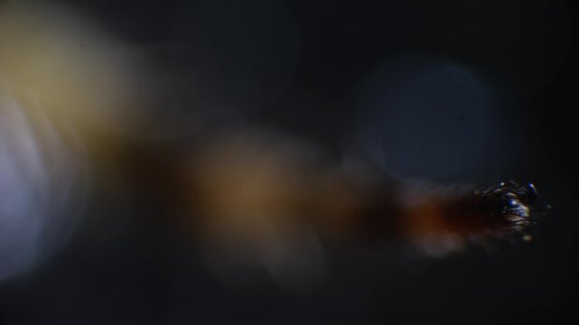 Spider under microscope with focus shifting across legs, joints, and eyes, revealing anatomical details in controlled studio lighting.