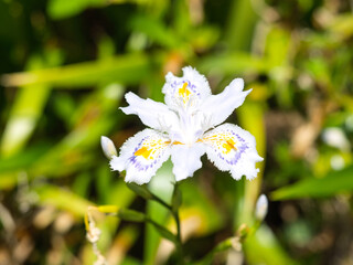 シャガ（胡蝶花）の花