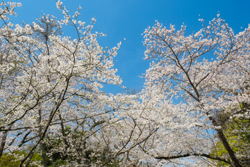 青空を背景にした満開の桜