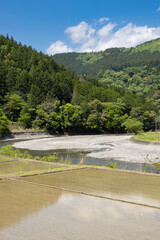 水田と杉川、日本の里山の春の風景