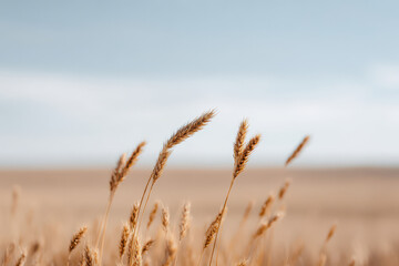 Fototapeta premium serene wheat field under clear blue sky with golden wheat ears gently swaying in morning breeze