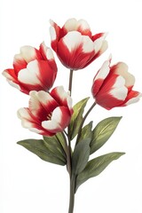 Obraz premium Flower Stem. Closeup of Red Tulip Flower on White Background with Spring Blossoms