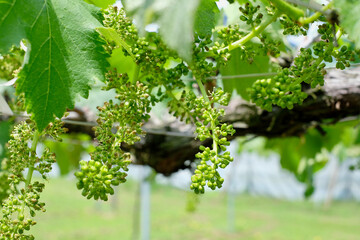 風に揺れる日本の巨峰畑　ぶどうの房（摘粒前）