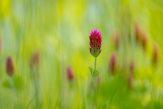 Soft selective focus of wild flowers in the grass field, Red feather clover (Purpere klaver) Trifolium rubens is a species of flowering plant belonging to the family Fabaceae, Nature floral background