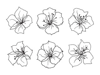 bougainvillea flower Line Art Illustration