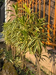 Obraz premium Dracaena reflexa, family Asparagaceae, genus Dracaena in the home garden
