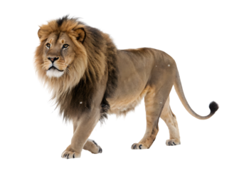 Lion panthera leo 8 years old