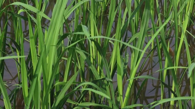 Close-Up View of Lush Green Rice Leaves